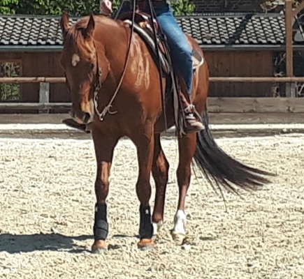 Dressage horse with tendon problem